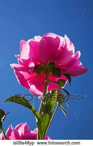 Stock Photography - Close up of pink flower outdoors. Fotosearch