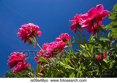 Close up of pink flowers outdoors View Large Photo Image Picture - Close up of pink flowers outdoors. Fotosearch