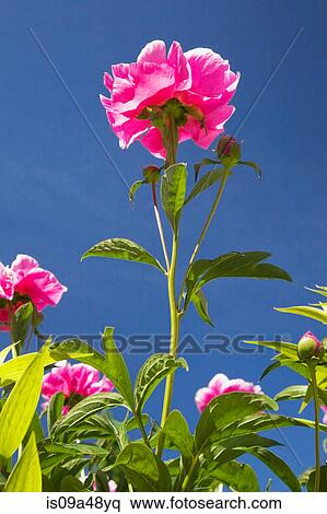 Close up of pink flowers outdoors View Large Photo Image Stock Photography - Close up of pink flowers outdoors. Fotosearch