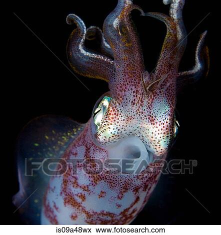 Close up of squid underwater at night View Large Photo Image Stock Photo - Close up of squid underwater at night. Fotosearch