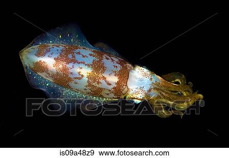 Stock Photo - Close up of squid underwater at night. Fotosearch
