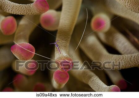 Close up of underwater animal View Large Photo Image Stock Photograph - Close up of underwater animal. Fotosearch
