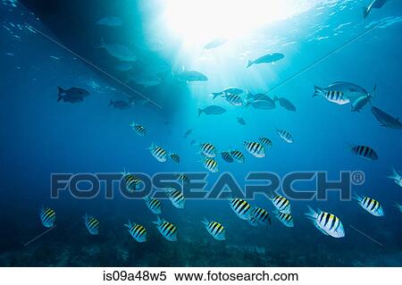 Stock Photography - Colorful fish swimming in tropical water. Fotosearch