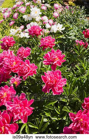 Colorful flowers growing in garden View Large Photo Image Picture - Colorful flowers growing in garden. Fotosearch