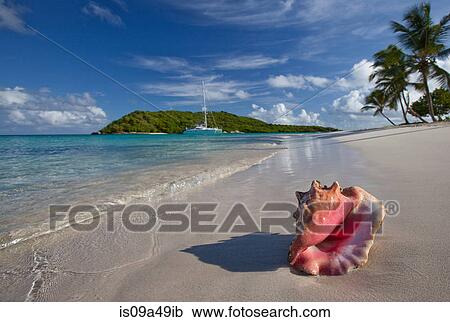 Conch shell on tropical beach View Large Photo Image Stock Image - Conch shell on tropical beach. Fotosearch