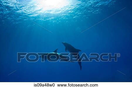 Stock Image - Dolphins swimming underwater. Fotosearch