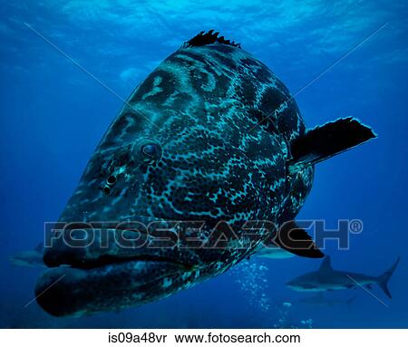 Stock Photography - Fish and shark swimming underwater. Fotosearch