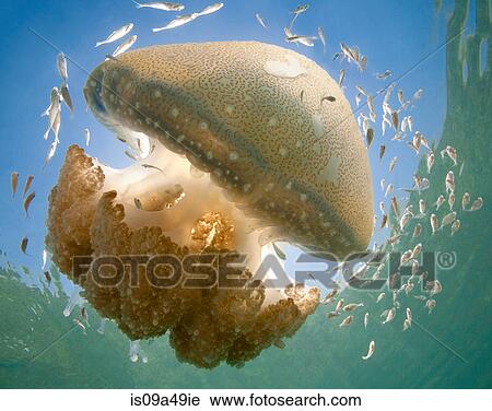 Jellyfish swimming underwater View Large Photo Image Stock Image - Jellyfish swimming underwater. Fotosearch