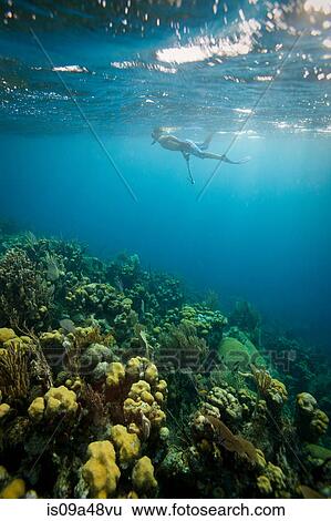 Man snorkeling on tropical coral reef View Large Photo Image Stock Photograph - Man snorkeling on tropical coral reef. Fotosearch