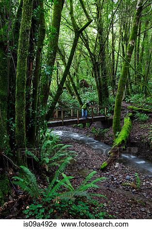 Stock Image - Man standing on bridge in forest. Fotosearch