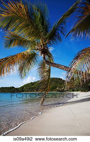 Stock Image - Palm tree leaning over tropical beach. Fotosearch