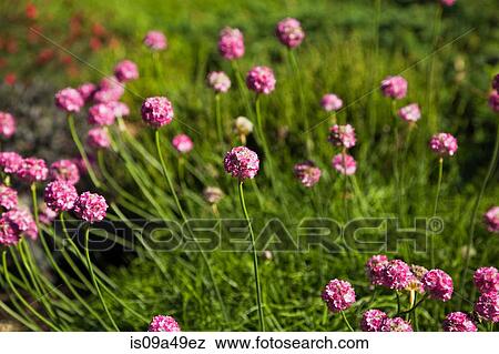 Purple flowers growing in field View Large Photo Image Stock Photo - Purple flowers growing in field. Fotosearch