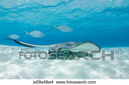 Ray and fish swimming underwater View Large Photo Image Picture - Ray and fish swimming underwater. Fotosearch