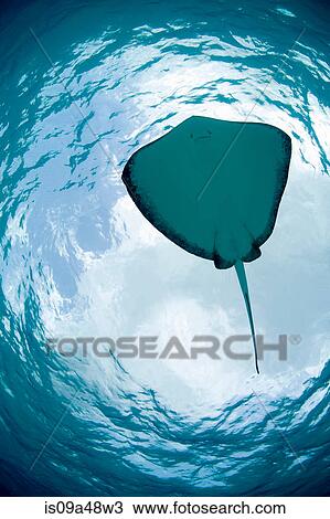 Ray swimming underwater View Large Photo Image Stock Image - Ray swimming underwater. Fotosearch