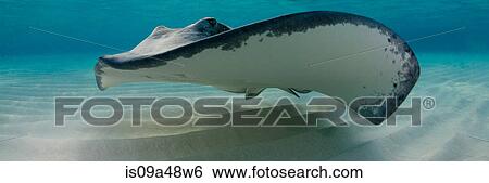 Stock Photograph - Ray swimming underwater. Fotosearch