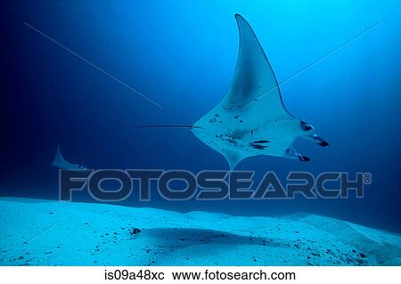 Rays swimming underwater View Large Photo Image Stock Image - Rays swimming underwater. Fotosearch