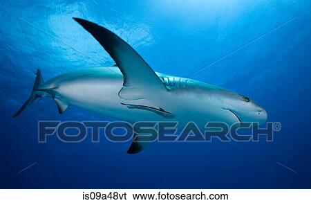 Stock Photograph - Reef shark swimming underwater. Fotosearch