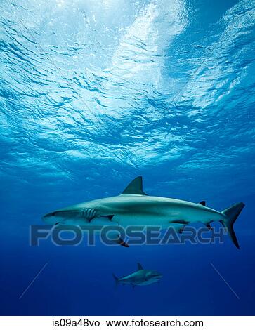 Reef sharks swimming underwater View Large Photo Image Picture - Reef sharks swimming underwater. Fotosearch