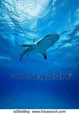 Reef sharks swimming underwater View Large Photo Image Stock Photography - Reef sharks swimming underwater. Fotosearch