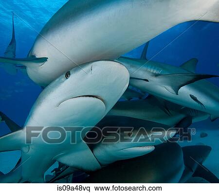 Stock Photography - Reef sharks swimming underwater. Fotosearch