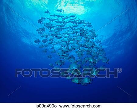 School of fish swimming underwater View Large Photo Image Picture - School of fish swimming underwater. Fotosearch