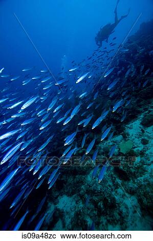 Scuba diver chasing school of fish View Large Photo Image Stock Image - Scuba diver chasing school of fish. Fotosearch