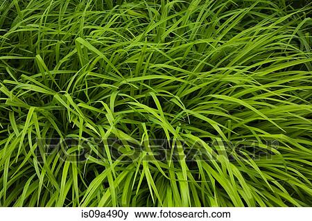Stock Photo - Tall grass blowing in wind. Fotosearch
