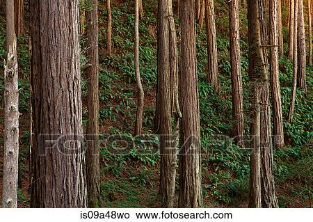 Trees growing in forest View Large Photo Image Picture - Trees growing in forest. Fotosearch