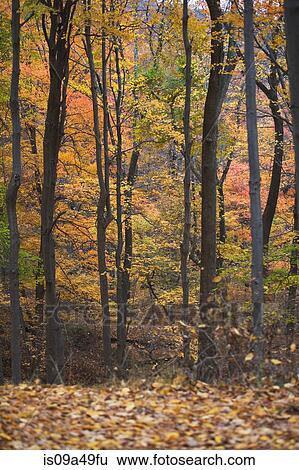 Trees in autumn forest View Large Photo Image Stock Photograph - Trees in autumn forest. Fotosearch