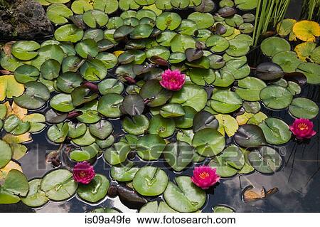 Stock Image - Water lilies floating in pond. Fotosearch