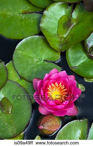 Stock Image - Water lilies floating in pond. Fotosearch