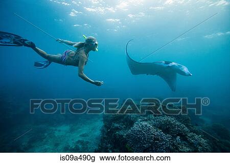 Woman snorkeling with ray underwater View Large Photo Image Stock Image - Woman snorkeling with ray underwater. Fotosearch
