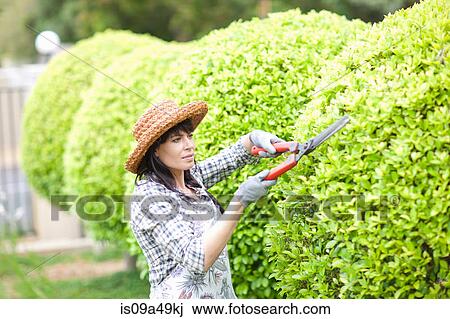 Woman trimming hedges in garden View Large Photo Image Stock Image - Woman trimming hedges in garden. Fotosearch
