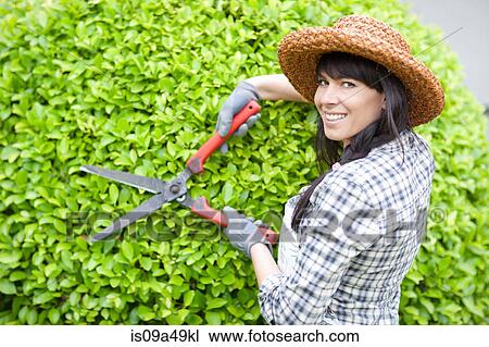 Woman trimming hedges in garden View Large Photo Image Stock Image - Woman trimming hedges in garden. Fotosearch