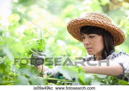 Woman working in garden View Large Photo Image Stock Image - Woman working in garden. Fotosearch