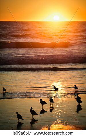 طيور يوم الشاطئ على الغروب ألبوم الصور Is09a65i7 Fotosearch