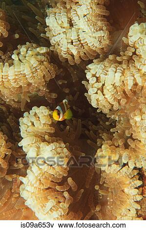 Anemonefish swimming in anemone View Large Photo Image Stock Photo - Anemonefish swimming in anemone. Fotosearch
