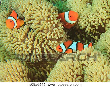 Anemonefish swimming in anemone View Large Photo Image Stock Photography - Anemonefish swimming in anemone. Fotosearch