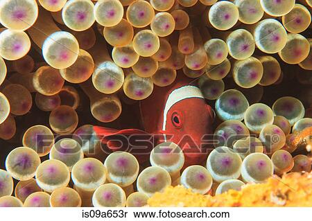 Anemonefish swimming in sea anemone View Large Photo Image Stock Photography - Anemonefish swimming in sea anemone. Fotosearch