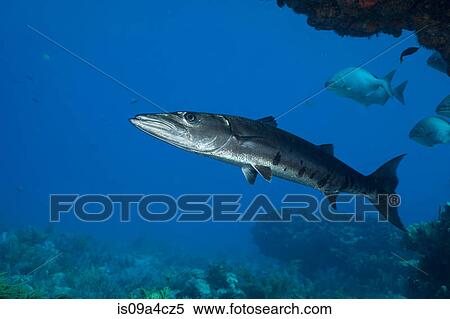 Stock Photography - Barracuda on coral reef. Fotosearch