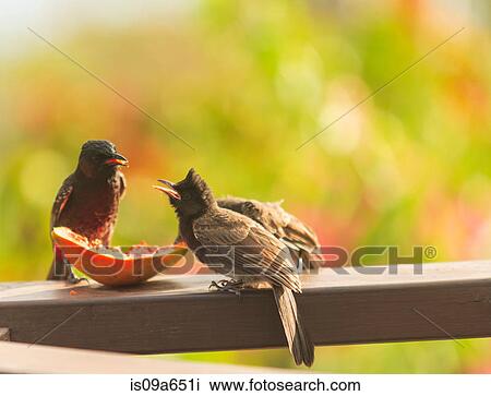 Birds eating fruit on wooden ledge View Large Photo Image Stock Image - Birds eating fruit on wooden ledge. Fotosearch