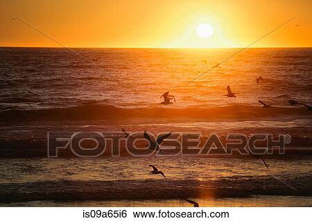 Birds flying over beach at sunset View Large Photo Image Stock Photograph - Birds flying over beach at sunset. Fotosearch