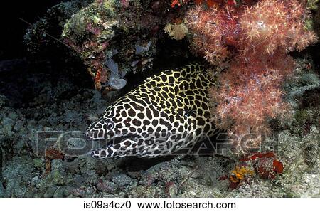 Blackspotted or laced moray eel View Large Photo Image Stock Image - Blackspotted or laced moray eel. Fotosearch