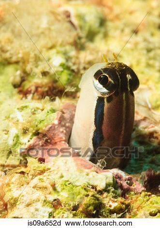 Stock Image - Blenny peeking out of coral reef. Fotosearch