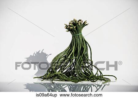 Stock Photography - Bunch of serpentine beans. Fotosearch