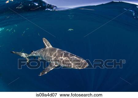 Stock Photo - Caribbean reef shark. Fotosearch