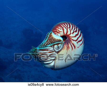 Chambered Nautilus swimming View Large Photo Image Stock Photo - Chambered Nautilus swimming. Fotosearch