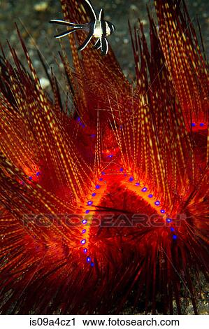 Close-up of a Radiant Sea urchin View Large Photo Image Stock Image - Close-up of a Radiant Sea urchin. Fotosearch