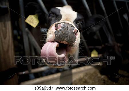 Close up of cow's nose and tongue View Large Photo Image Stock Photo - Close up of cow's nose and tongue. Fotosearch