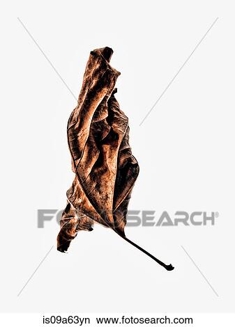 Picture - Close up of dead autumn leaf. Fotosearch